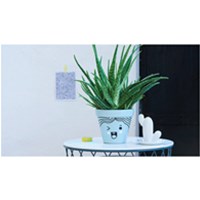 EDDING Marker EDDING 750, okrugli vrh